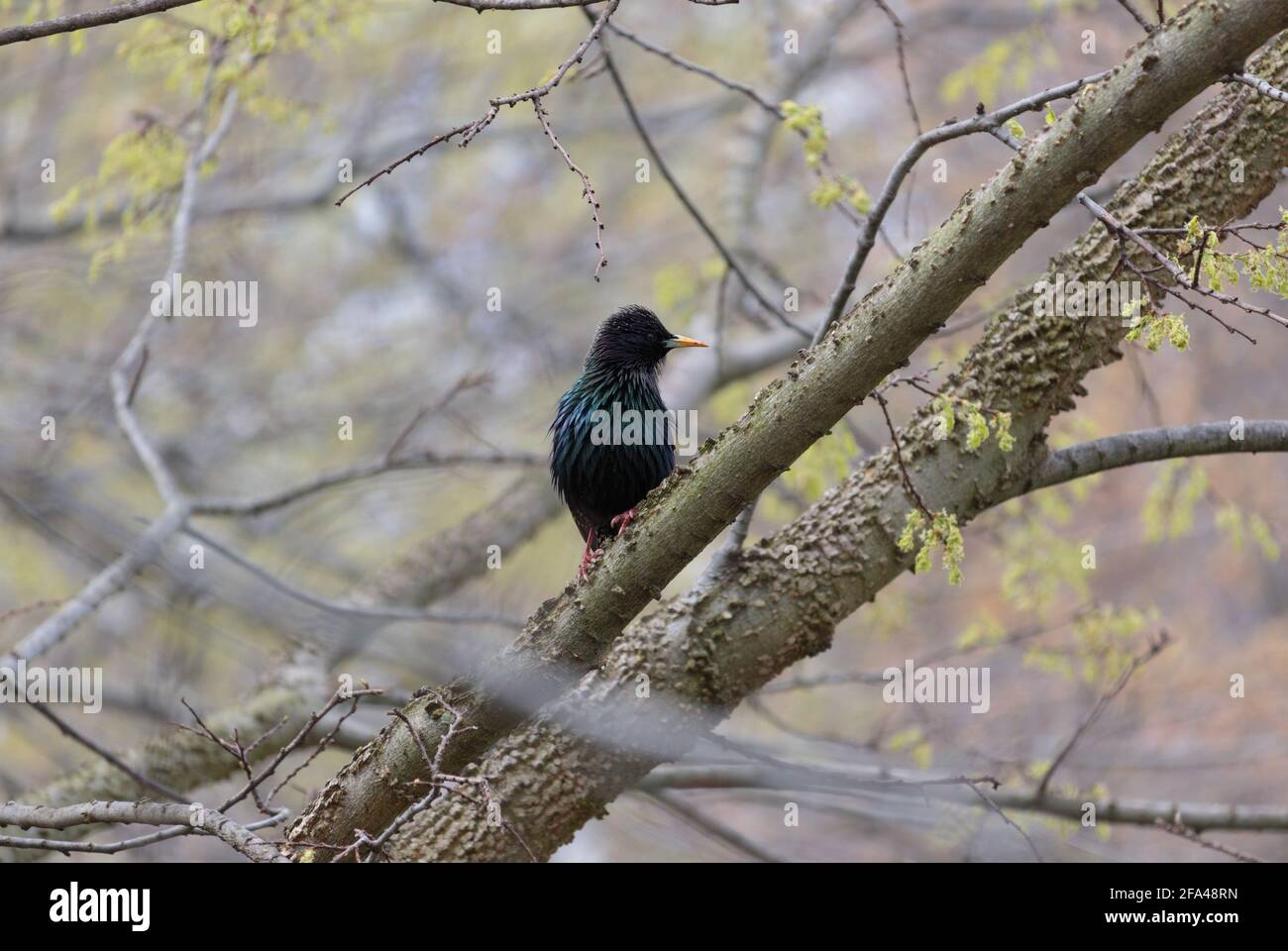 stalling comune nella stagione di allevamento arroccato su un ramo di albero che guarda al lato; scintillanti piume irrigue blu, verde, viola e nere Foto Stock