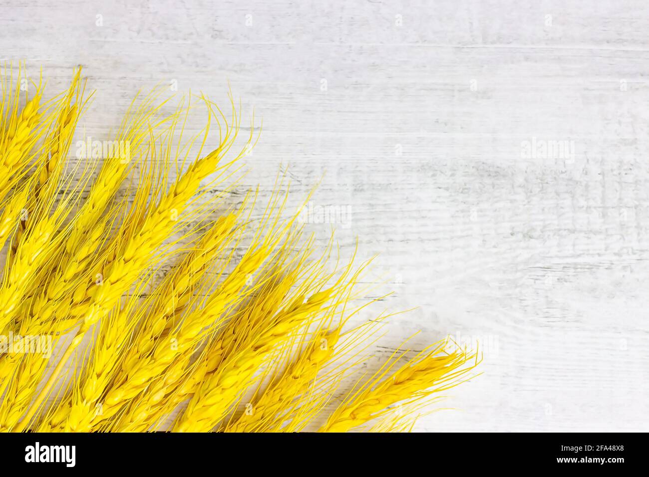 Gambi di grano giallo brillante mazzo su sfondo di legno grigio chiaro con spazio di copia. Foto Stock
