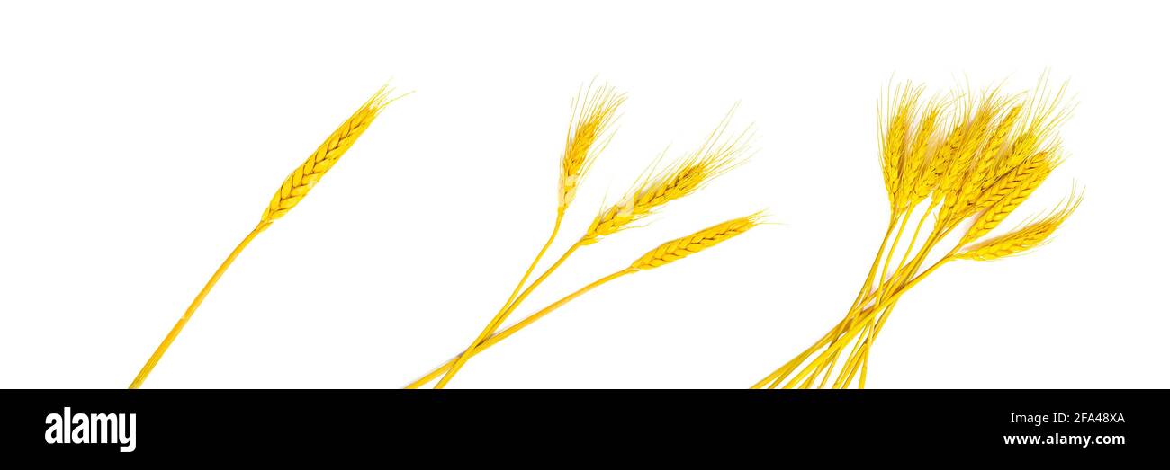 Gambi di grano giallo brillante con grani isolati su sfondo bianco. Foto Stock