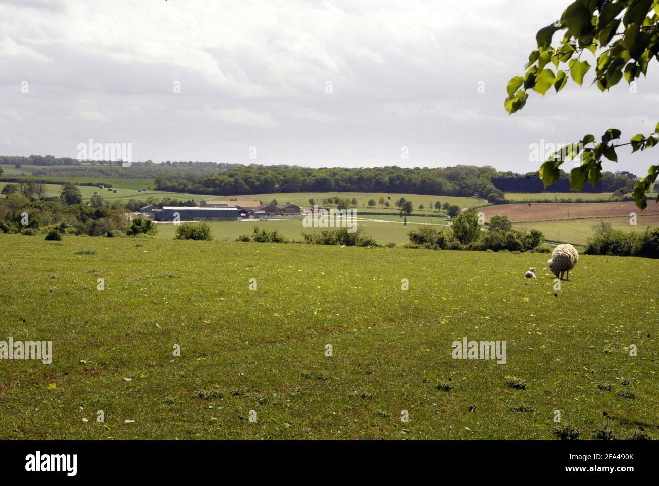 Jody Schequerter nella sua fattoria Laverstoke Park in Hampshire pic David Sandison Foto Stock