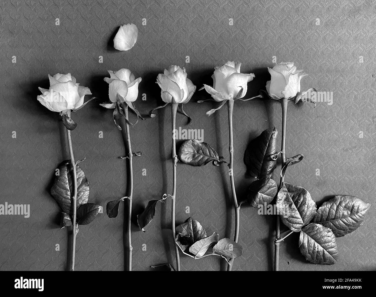 Rose su uno sfondo scuro. Foto in bianco e nero di 5 rose. Roses dentro Foto Stock