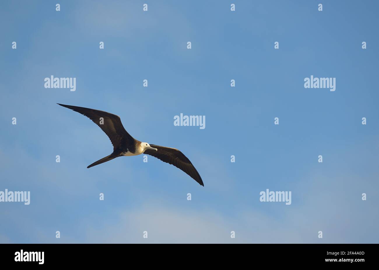 Magnifica Frigatebird (Fregata magnificens) femmina, Isola del Nord Seymour, Isole Galapagos, Ecuador Foto Stock