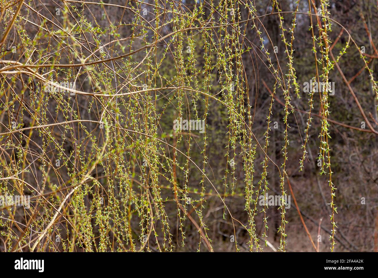 Rami di salice piangenti ricoperti di foglie di primavera giovani. Foto Stock