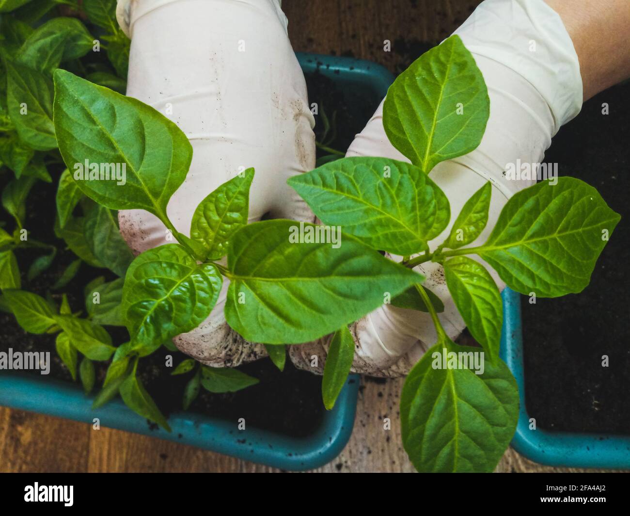 Due mani gugorate piantano in un contenitore le piantine di pepe Foto Stock