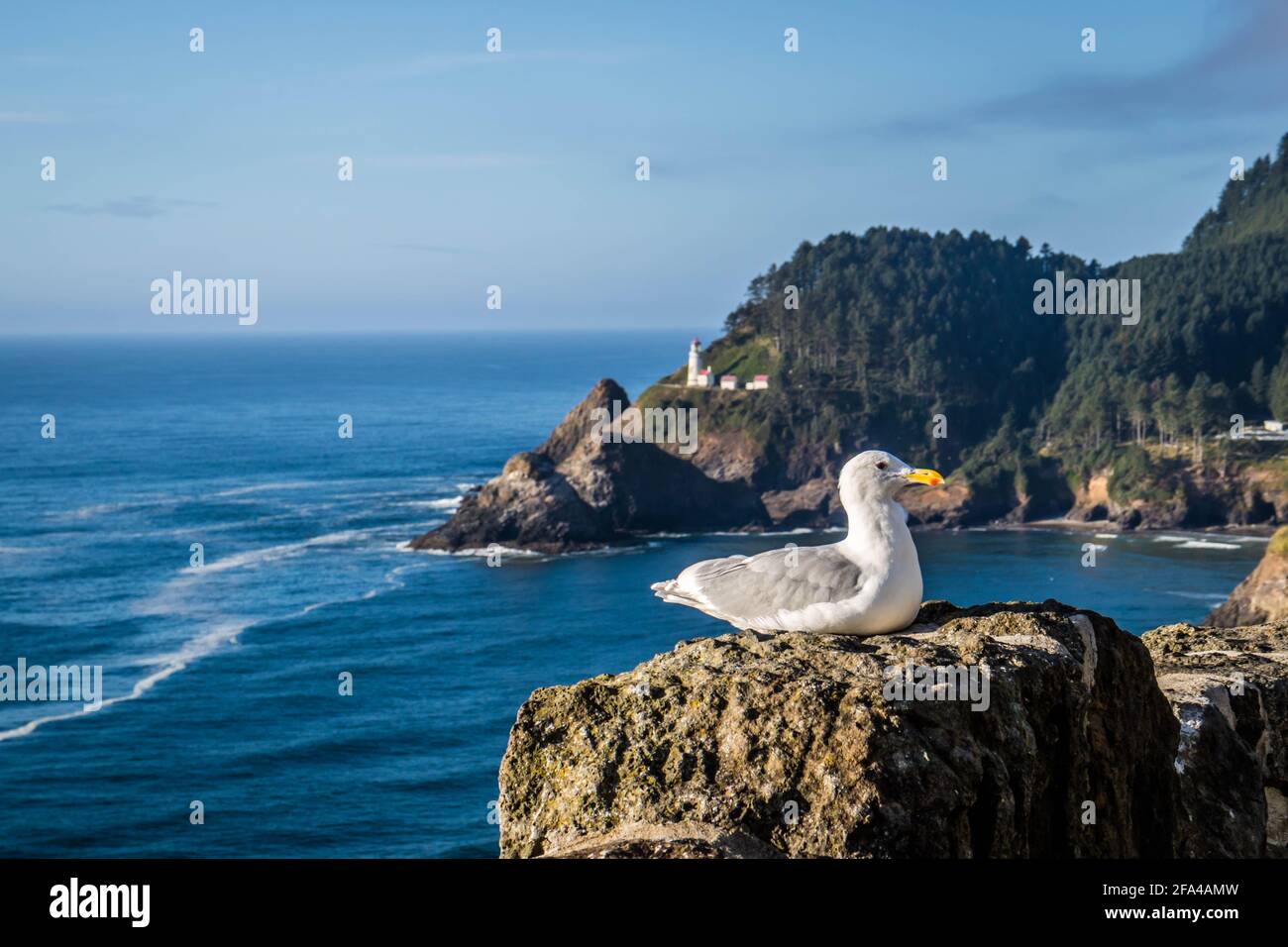 Un Gabbiano in Heceta Head Lighthouse parco dello stato Firenze, Oregon Foto Stock