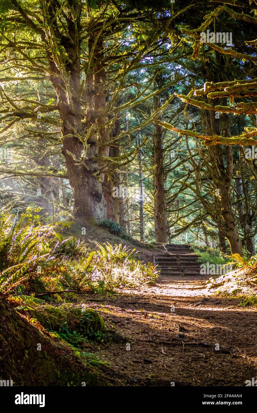 Un sentiero forestale con il sole che splende attraverso il fogliame in Heceta Head Lighthouse parco dello stato Firenze, Oregon Foto Stock