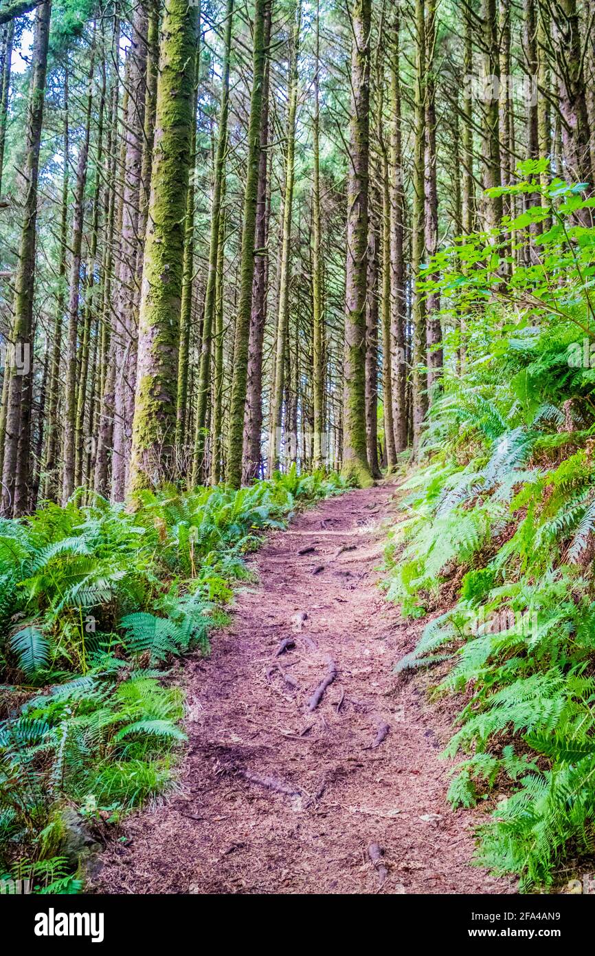 Un sentiero forestale con il sole che splende attraverso il fogliame in Heceta Head Lighthouse parco dello stato Firenze, Oregon Foto Stock