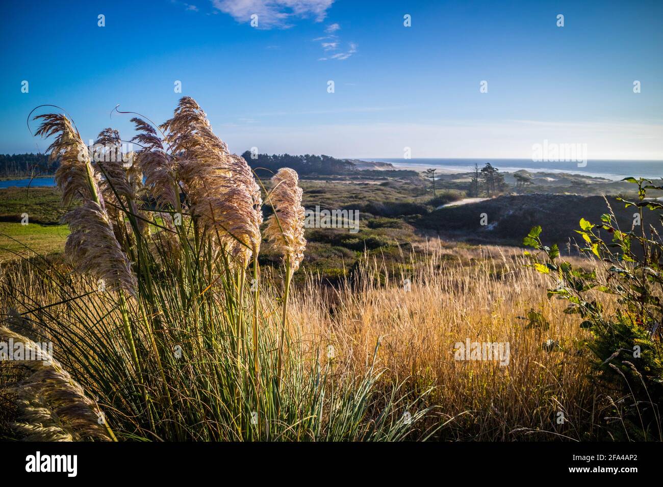 Heceta Head Lighthouse parco dello stato punto panoramico a Firenze, Oregon Foto Stock