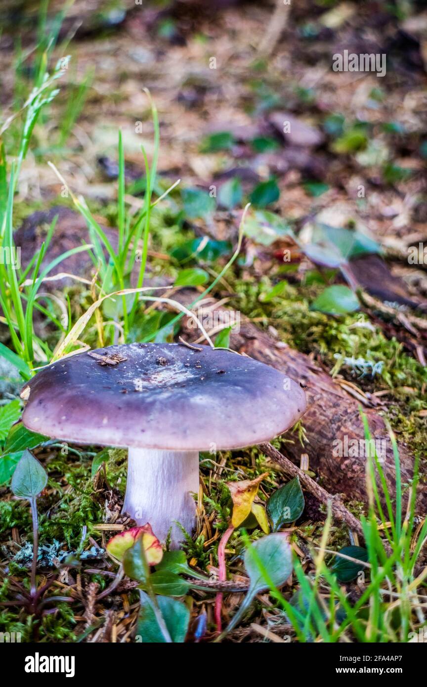 Di funghi selvatici in Heceta Head Lighthouse parco dello stato Firenze, Oregon Foto Stock