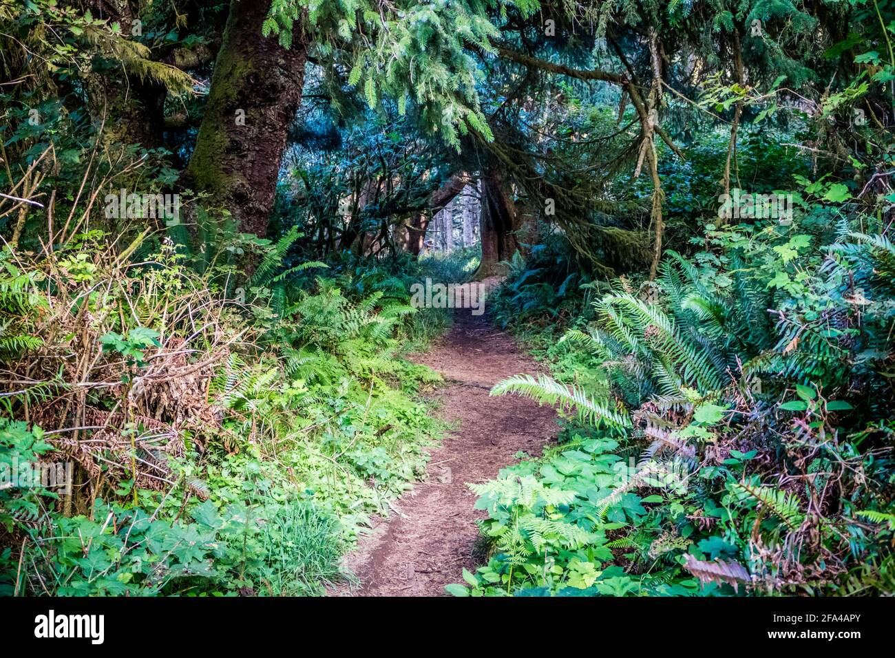 Un sentiero forestale con il sole che splende attraverso il fogliame in Heceta Head Lighthouse parco dello stato Firenze, Oregon Foto Stock