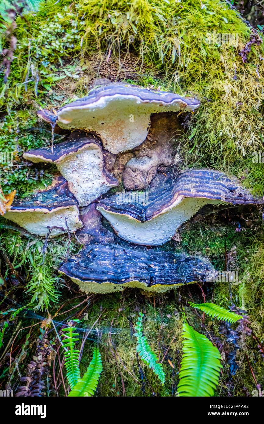 Di funghi selvatici in Heceta Head Lighthouse parco dello stato Firenze, Oregon Foto Stock