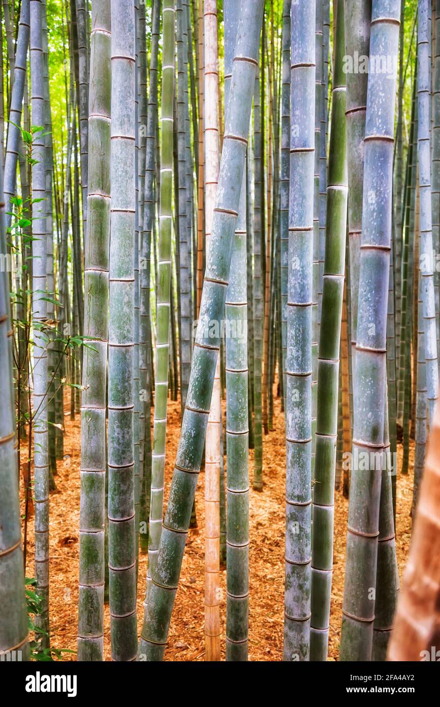 Sezioni di piante di bambù e alberi di un boschetto nella città giapponese di Kyoto. Foto Stock