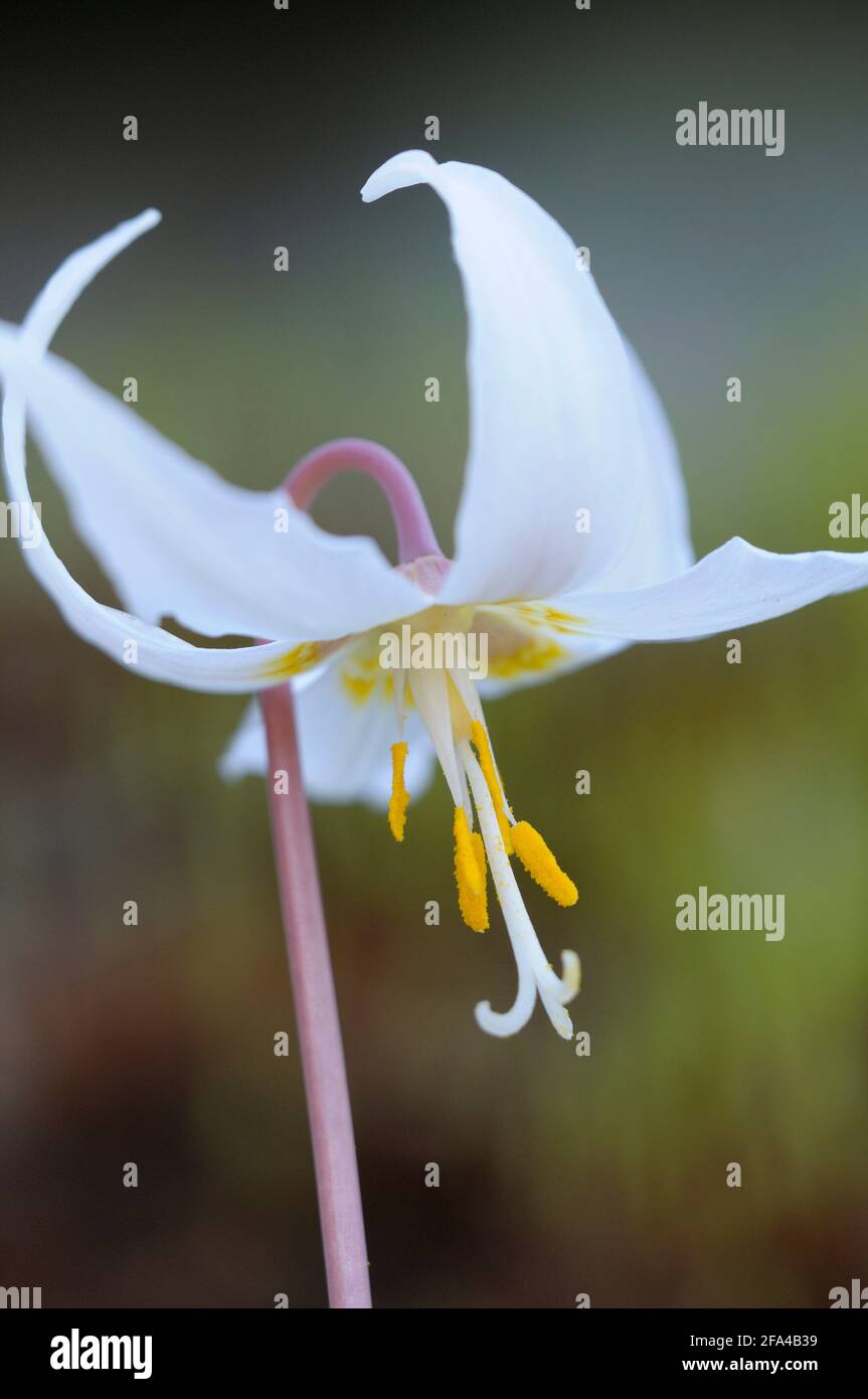Erythronium oregonum, Pender Island, British Columbia, Canada Foto Stock