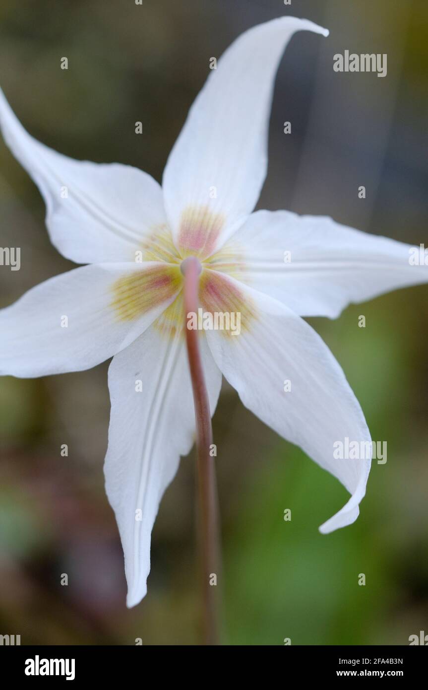 Erythronium oregonum, Pender Island, British Columbia, Canada Foto Stock
