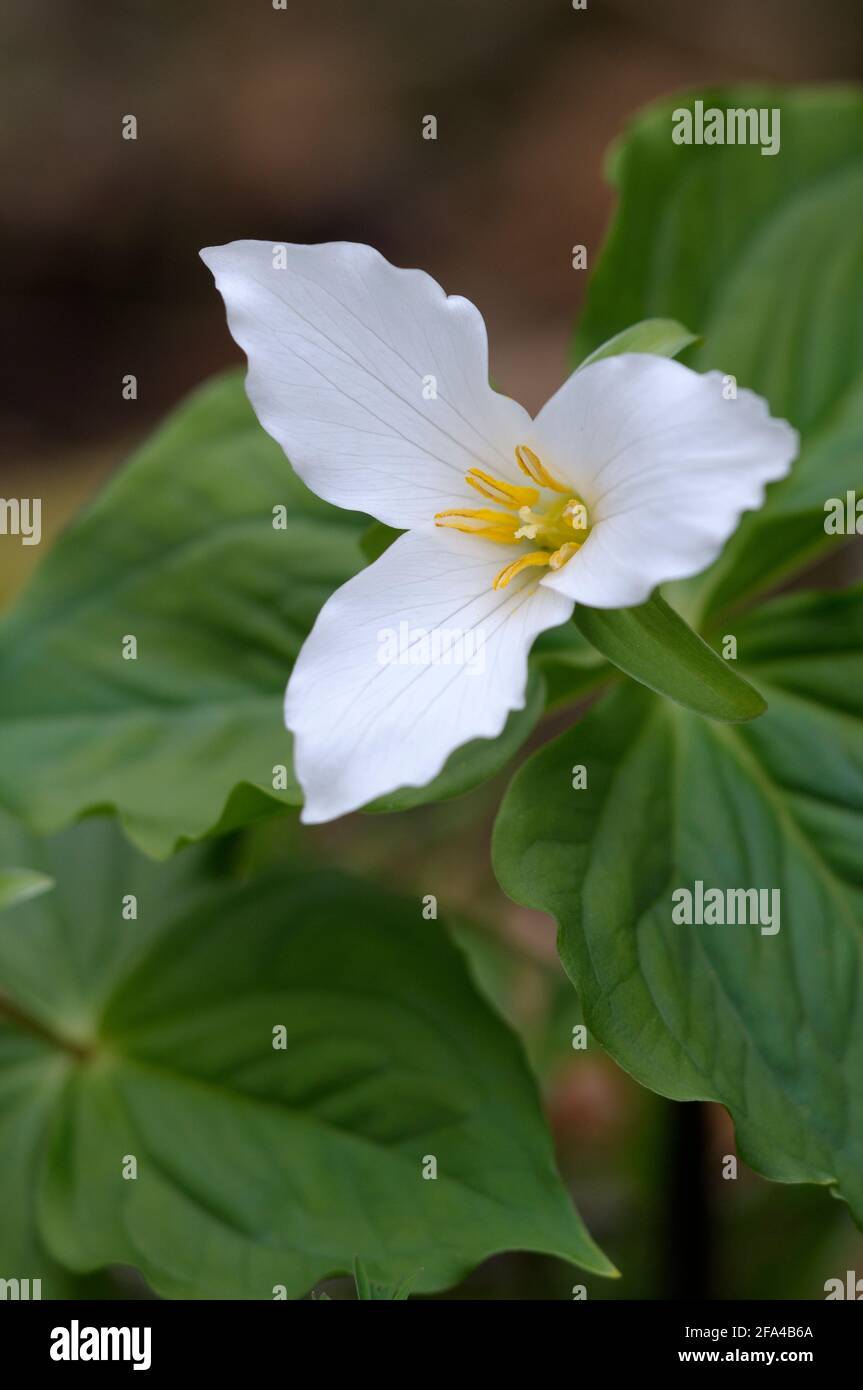 Western Trillium Trillium ovatum, Cowichan Valley, Vancouver Island, British Columbia, Canada Foto Stock