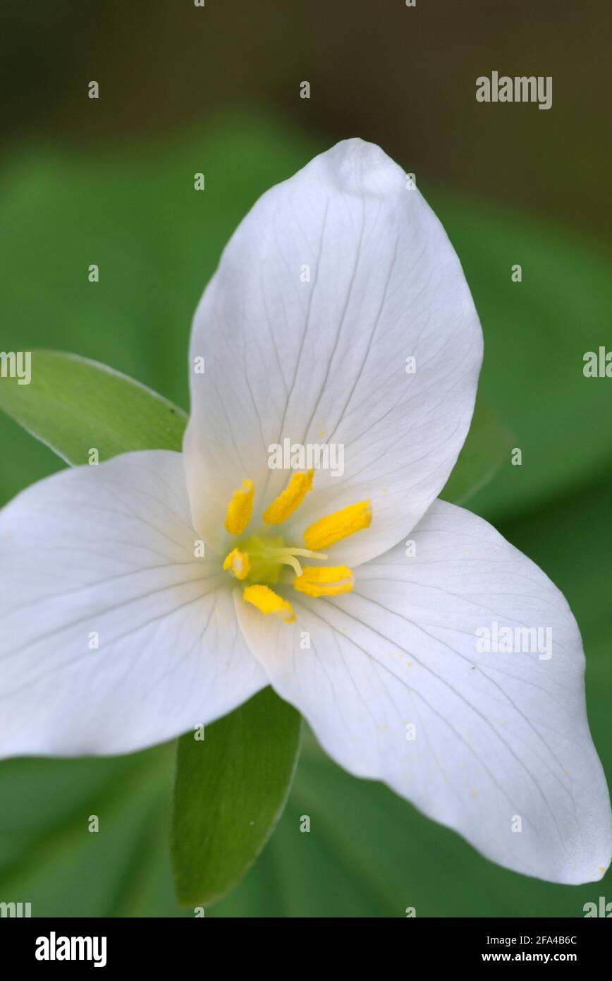 Western Trillium Trillium ovatum, Cowichan Valley, Vancouver Island, British Columbia, Canada Foto Stock