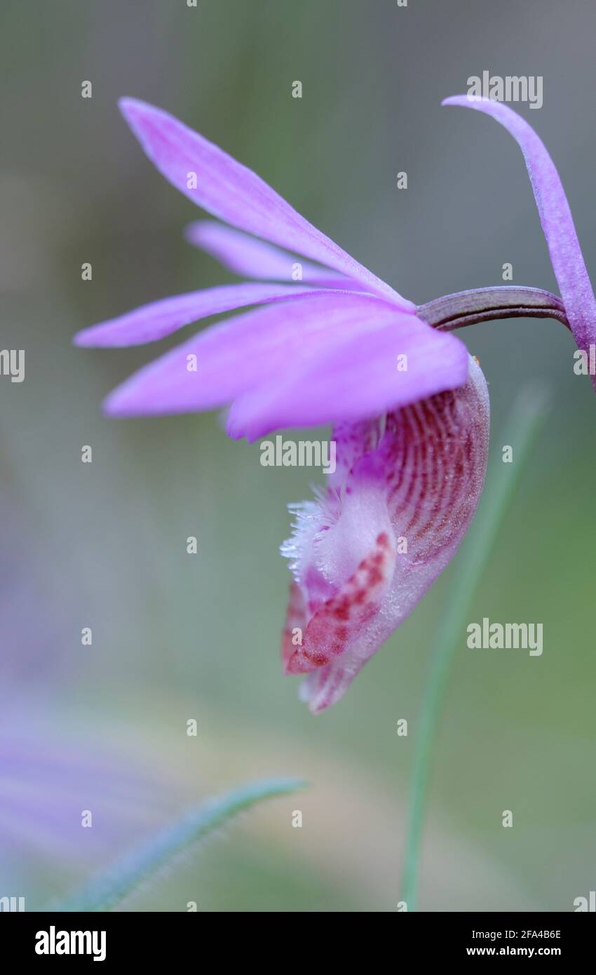 Calypso Orchid Calypso bulbosa, Pender Island, British Columbia, Canada Foto Stock