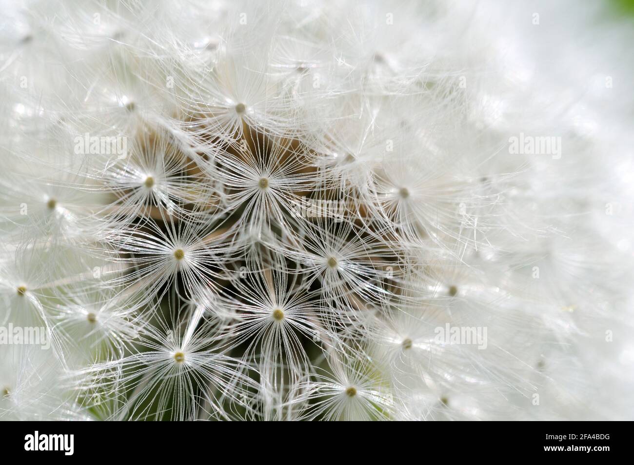 Dandelion, Cowichan Valley, Vancouver Island, British Columbia, Canada Foto Stock