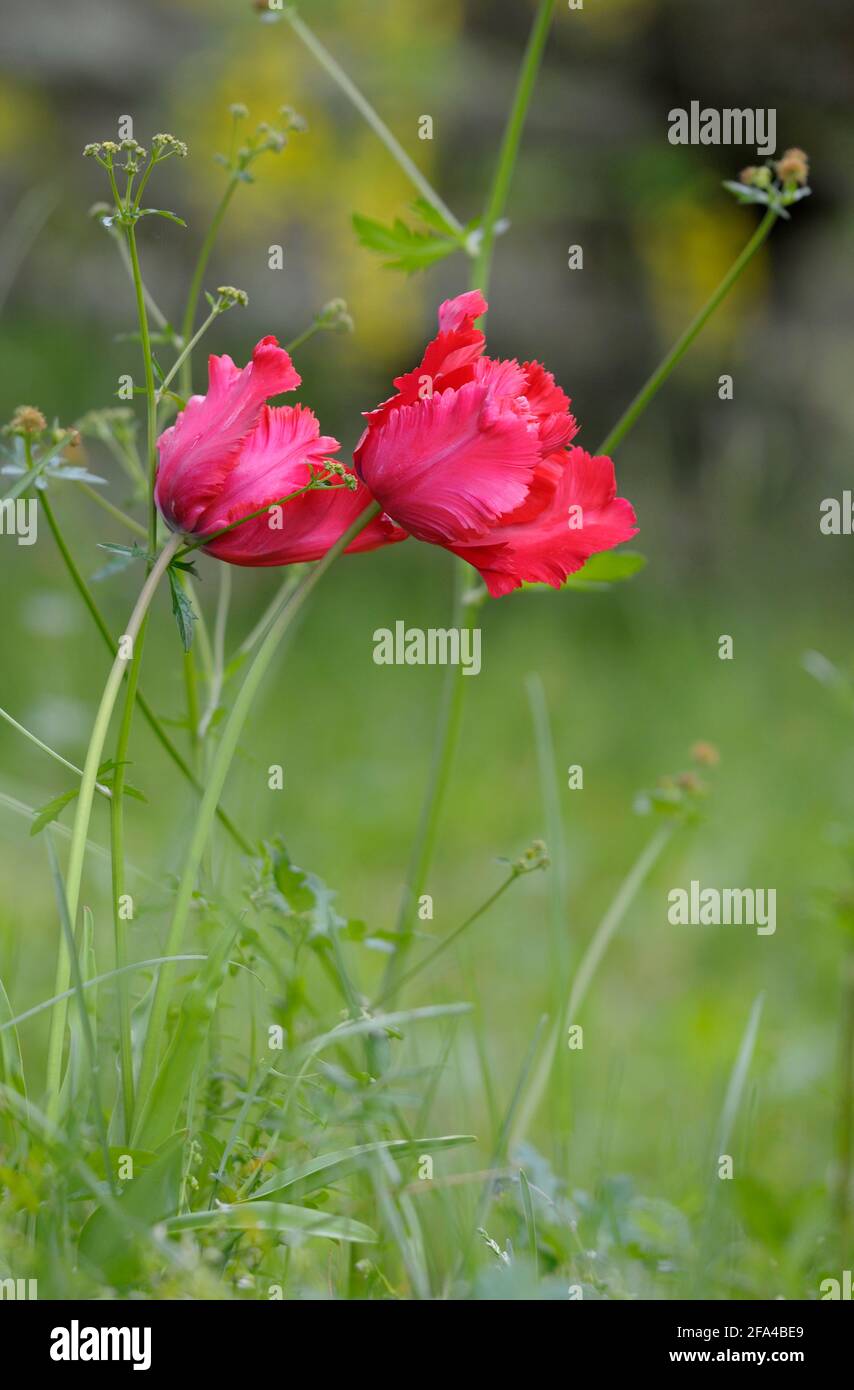 Tulip, Cowichan Valley, Vancouver Island, British Columbia, Canada Foto Stock