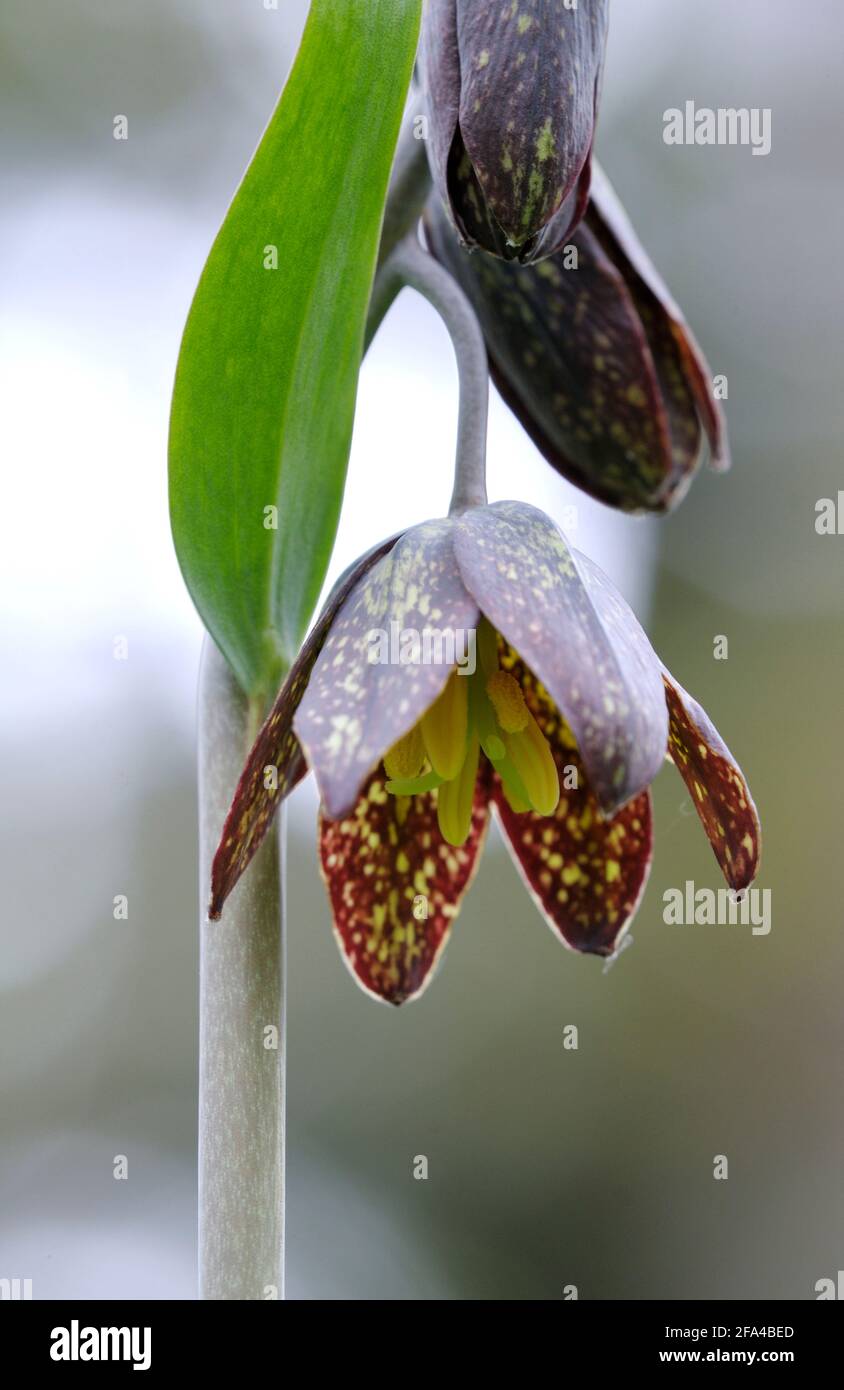 Cioccolato Lily Fritillaria affini, Cowichan Valley, Vancouver Island, British Columbia, Canada Foto Stock