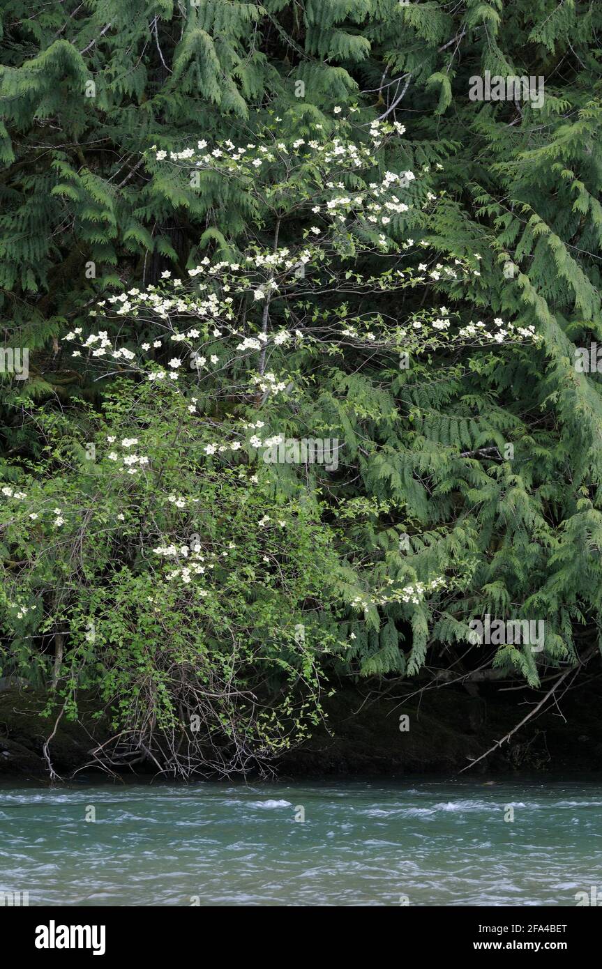 Pacific Dogwood Cornus nuttallii, Cowichan Valley, Vancouver Island, British Columbia, Canada Foto Stock
