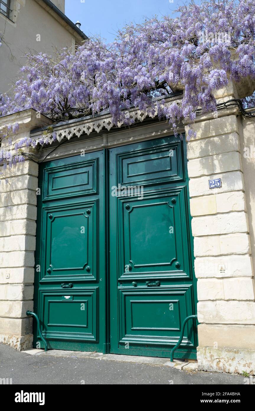 Porta verde con pianta di Wisteria in fiore, Nevers, Borgogna, Francia Foto Stock
