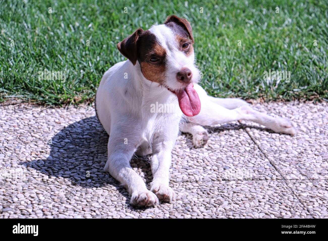 Piccolo cane (Parson russel Terrier) rilassarsi sotto il sole Foto Stock