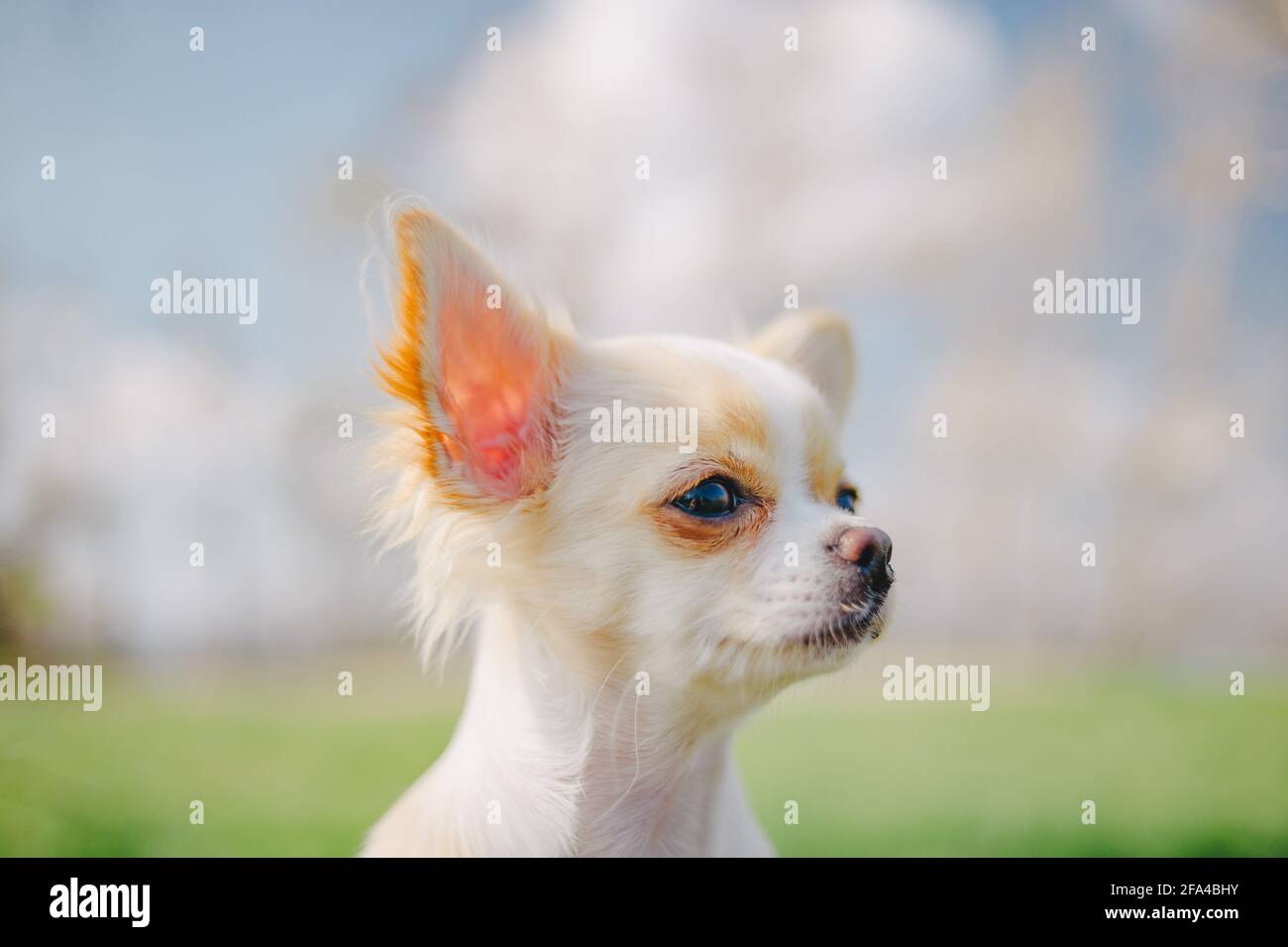 Ritratto di un bel chihuahua purebred. Cucciolo di Chihuahua sulla panca. chihuahua, cane, cucciolo, cane in un giubbotto grigio in natura. Cucciolo in vestiti. pet ritratto Foto Stock