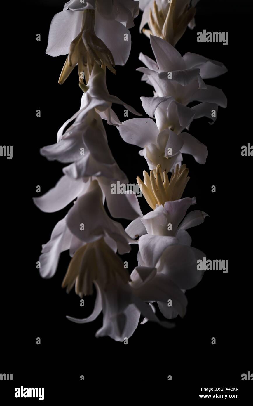 White Floral Lei Wreath occasione celebrativa Foto Stock