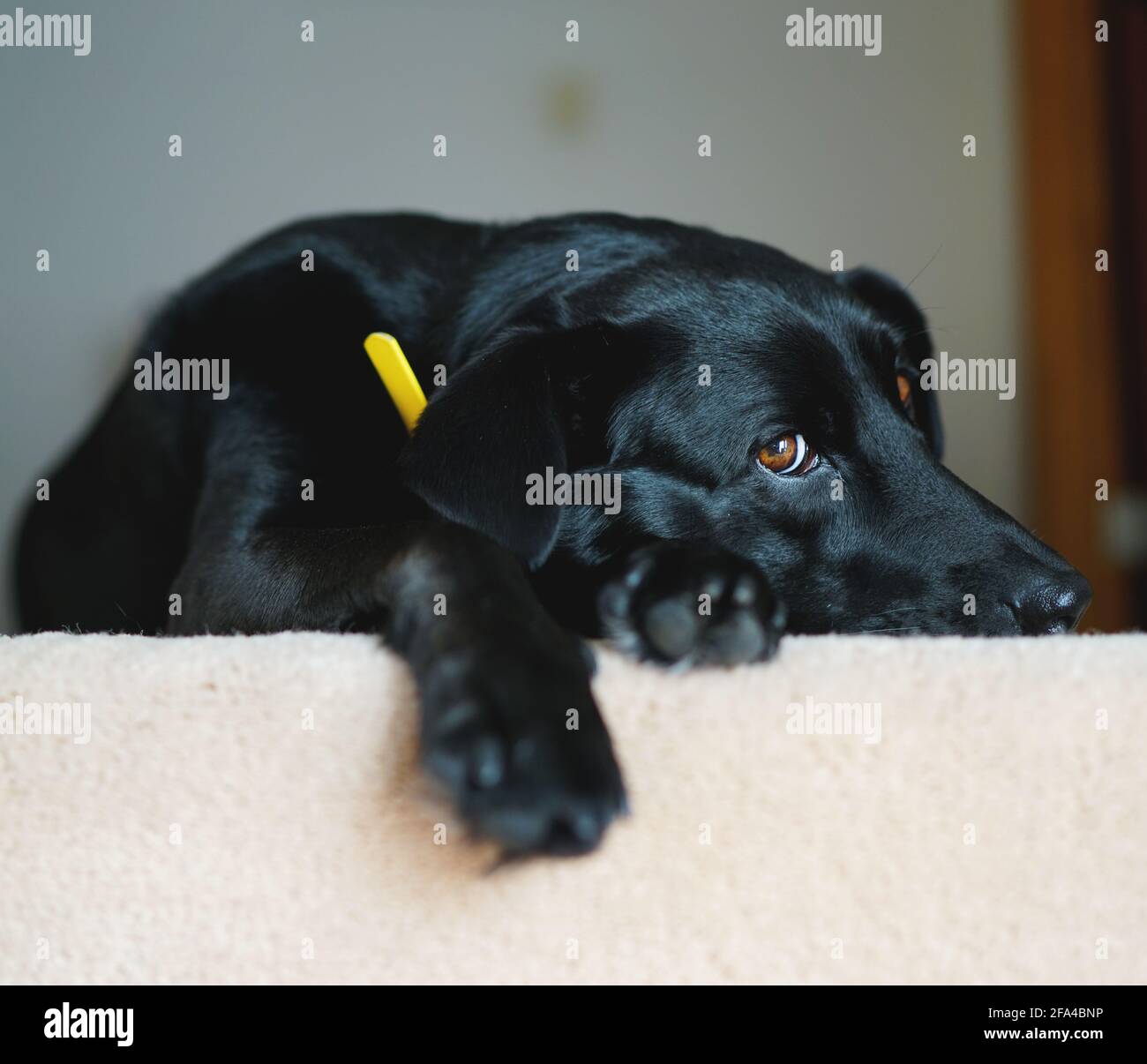 Black Labrador Mix Rescue Dog Foto Stock