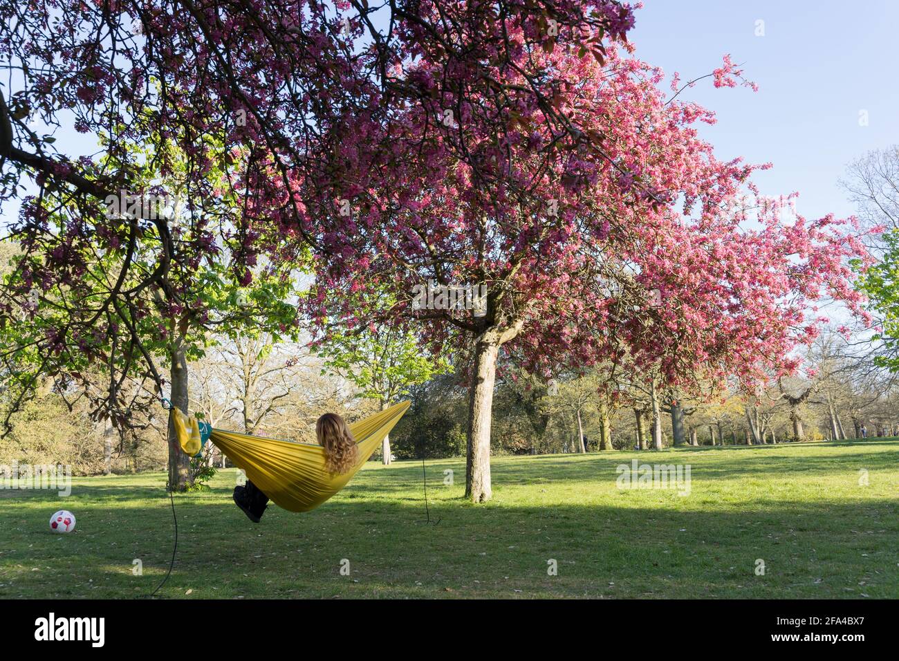 Donna che si rilassa al London Greenwich Park sotto la ciliegia, in primavera soleggiato, umore di vacanza, Londra Foto Stock