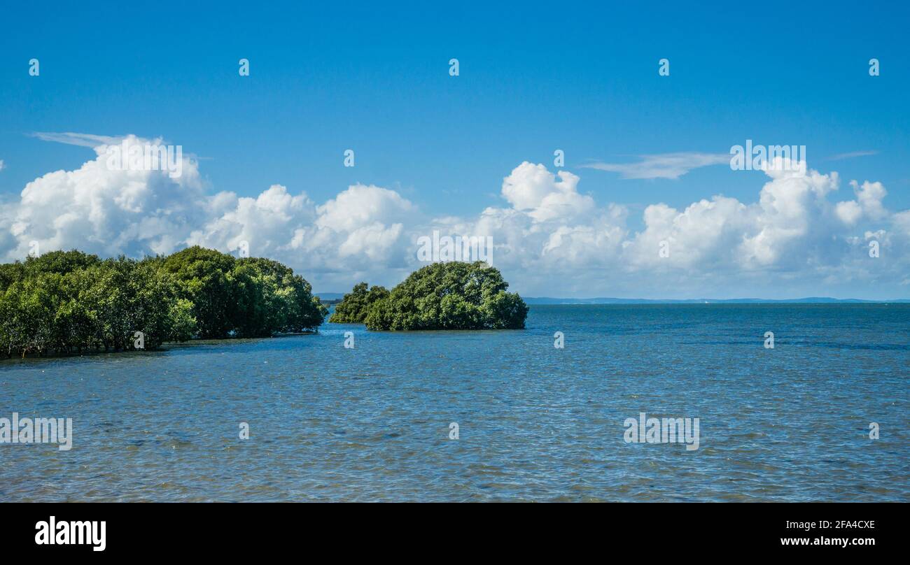 Mangrovie nella zona intertidale ad alta marea, Godwin Beach prehore, Moreton Bay Region, Queensland, Australia Foto Stock