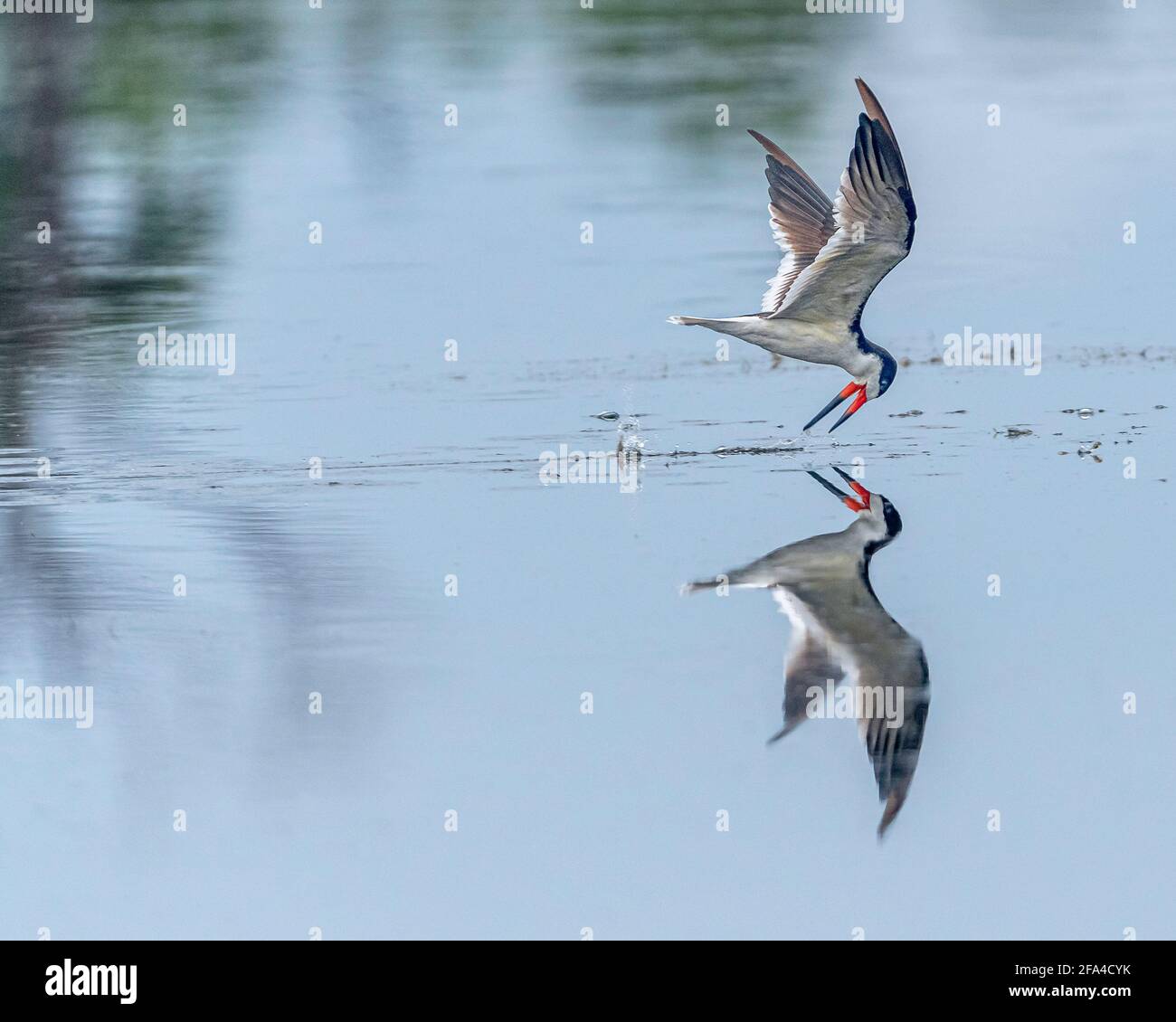 Rynchops niger Foto Stock