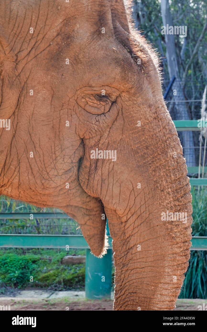 Primo piano del muso allungato di un elefante Foto Stock