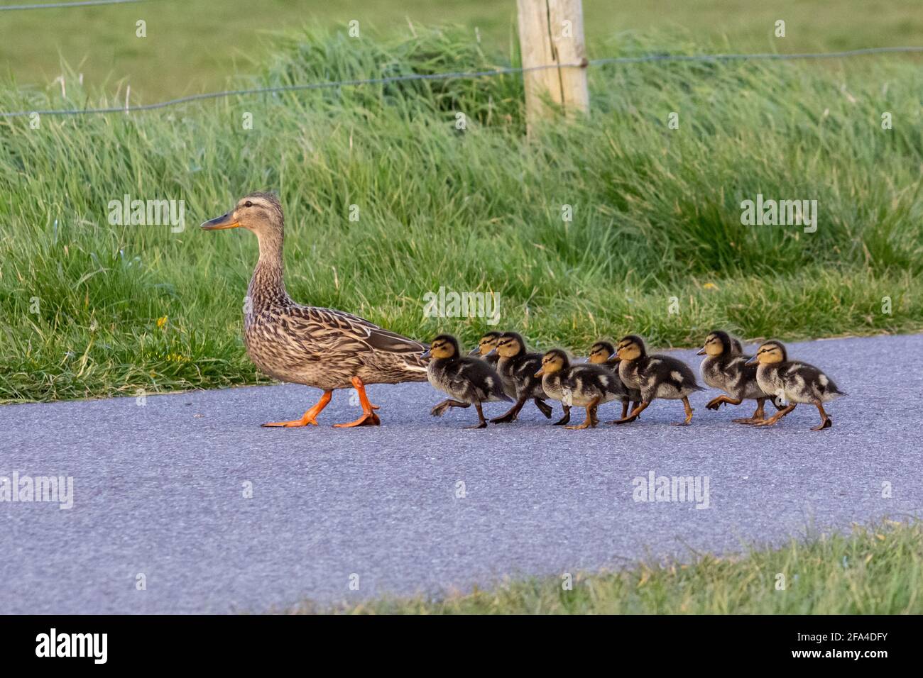 Femmina Mallard anatra con i suoi Ducklings Foto Stock