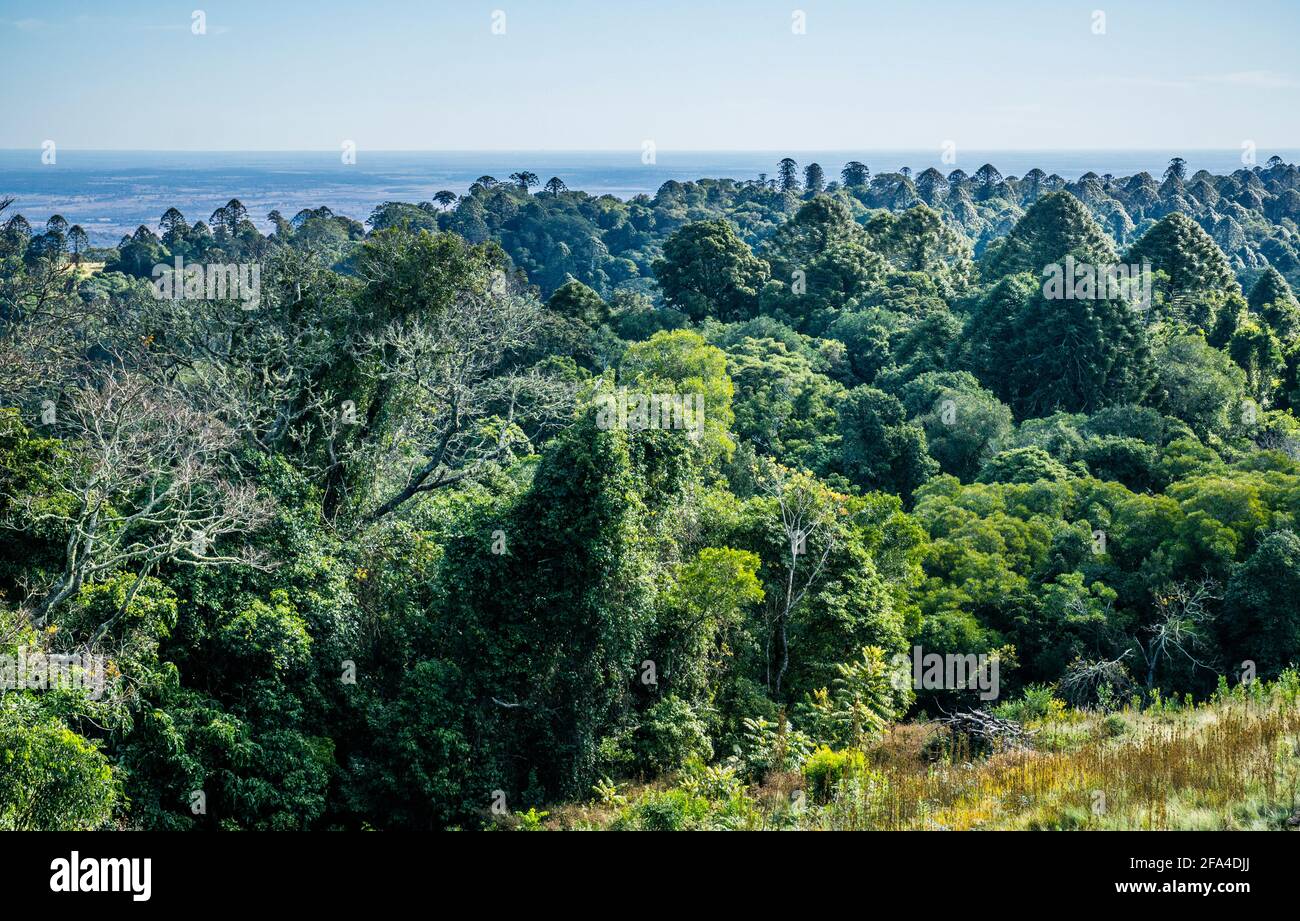 La catena montuosa di Bunya è la zona più occidentale di Foresta pluviale subtropicale nel Queensland meridionale e la più grande popolazione di resti di pini bunya Foto Stock
