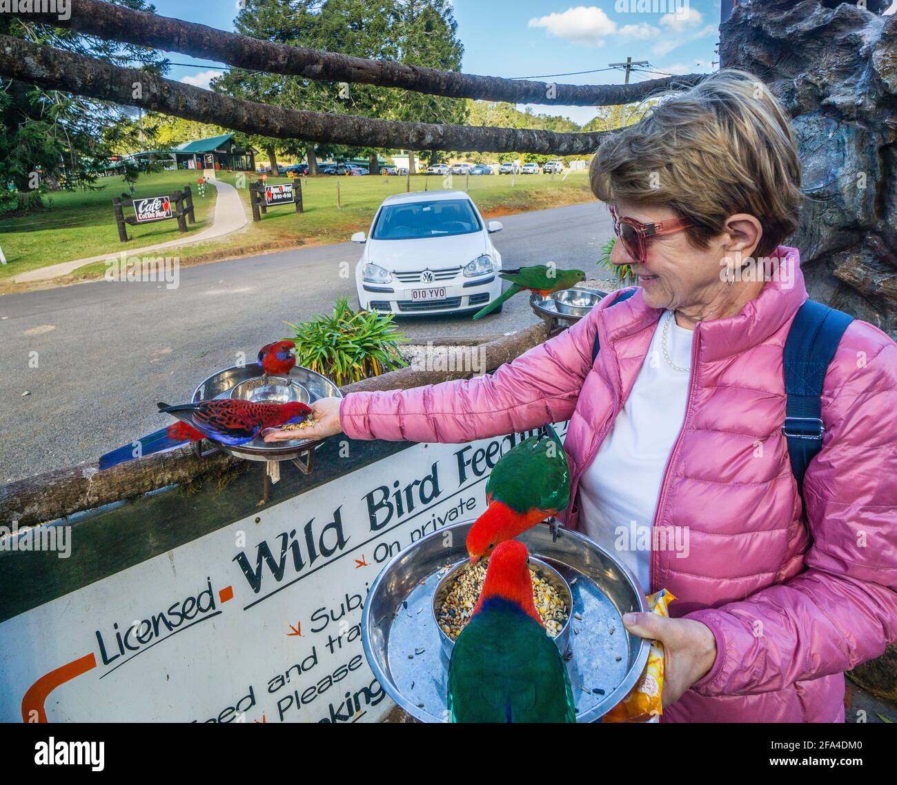 Incontro personale con i Parrots del Re Australiano e Crimson Rosellas al Wild Bird Feeding presso i Bunyas, le montagne Bunya; la regione del Burnett meridionale, Queens Foto Stock