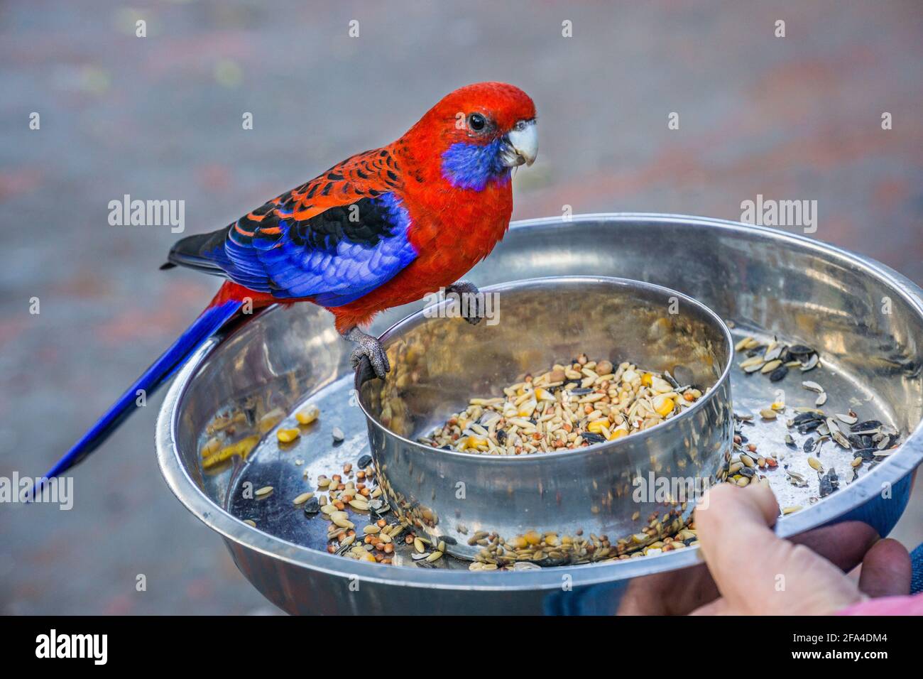 Incontro personale con l'australiano Crimson Rosellas al Wild Bird Feeding al Bunyas, Bunya Mountains; South Burnett Region, Queensland, Australia Foto Stock