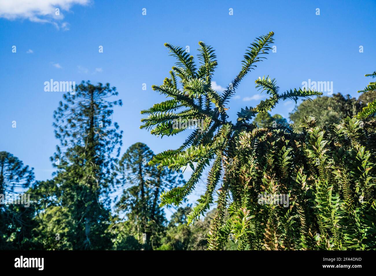 I fogli appuntiti di Bunya Pine sono disposti radialmente intorno al ramchlet, Bunya Mountains National Park, South Burnett Region, Queensland, Australia Foto Stock