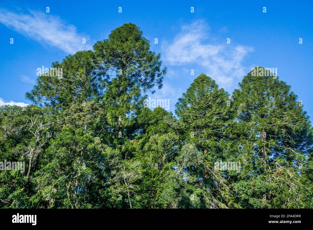 La più grande popolazione di pini bunya che rimane nel mondo al Bunya Mountains National Park, nella regione di South Burnett, Queensland, Australia Foto Stock