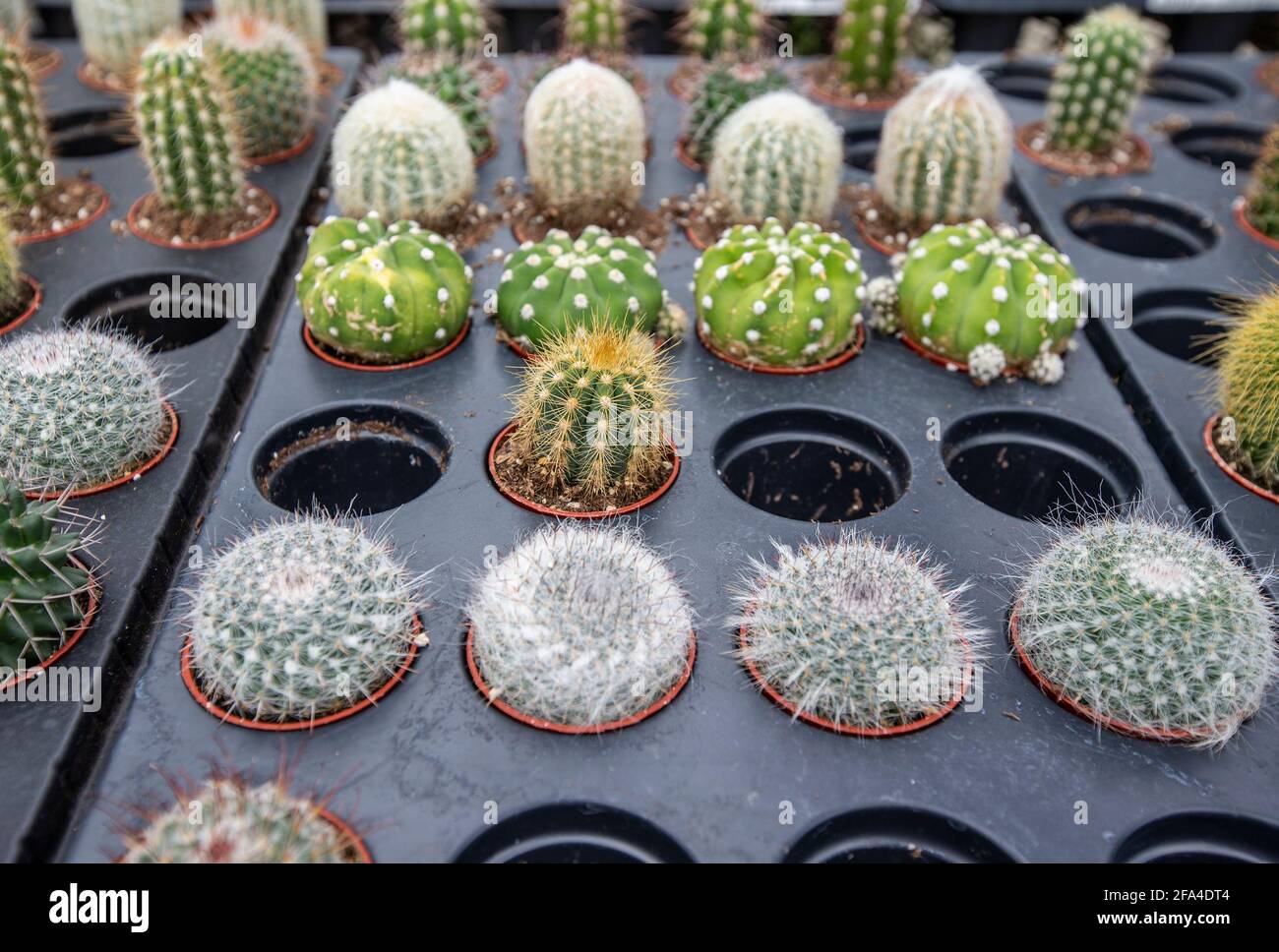 Assortimento di cactus in vendita in un vivaio Foto Stock Assortimento di cactus in vendita in un vivaio Foto Stock