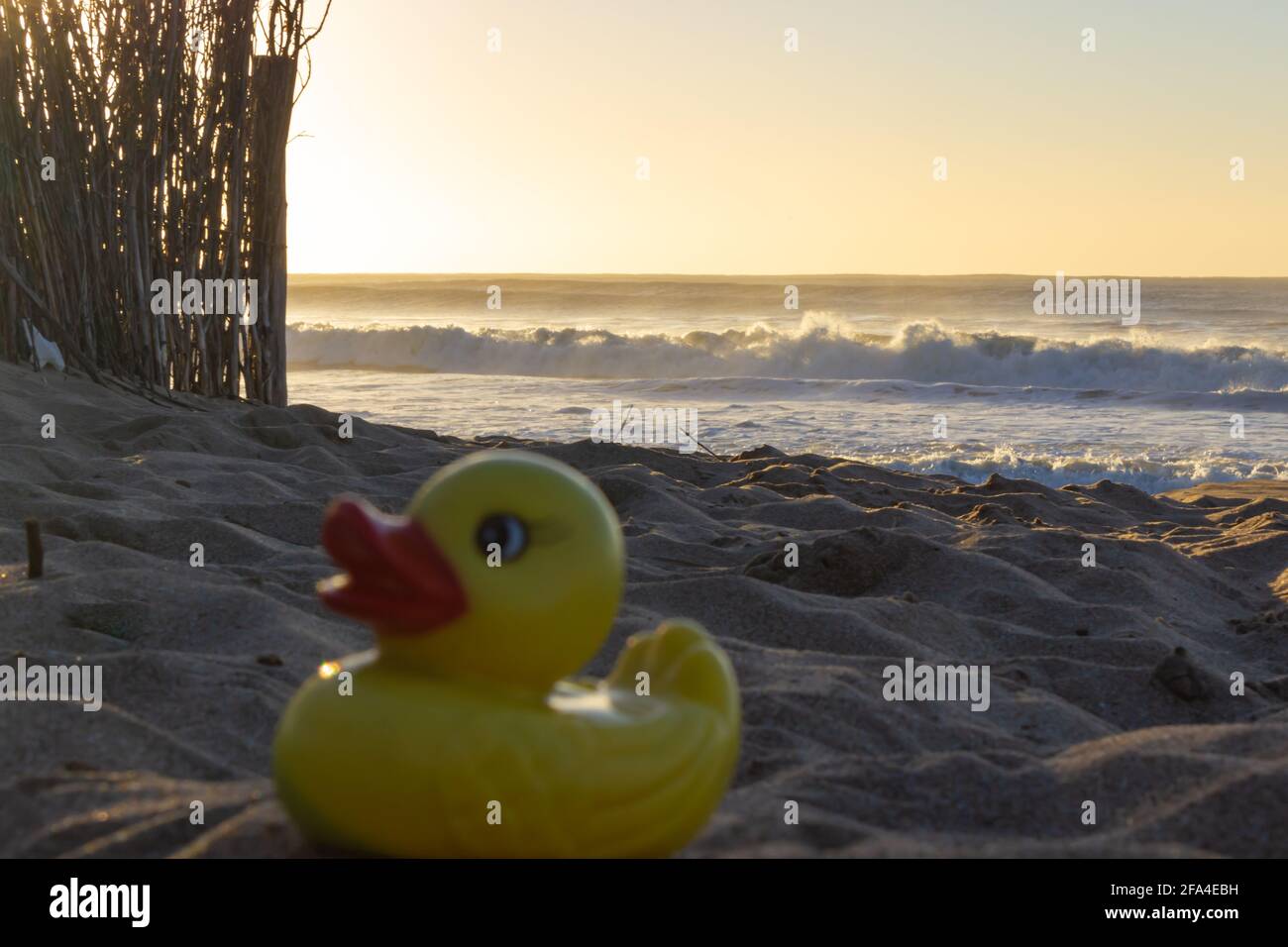 Piccola anatra gialla sulla sabbia in una giornata di sole. Foto Stock