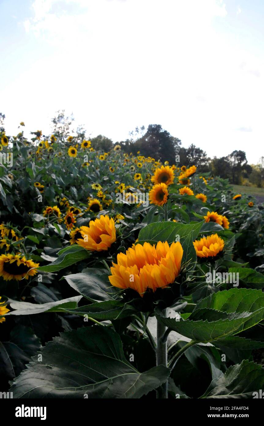Girasoli gialli che crescono in una fattoria di girasoli Foto Stock