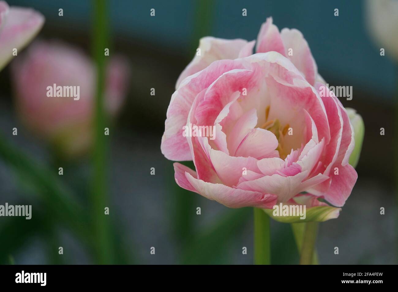 Un tulipano rosa morbido con sfumatura bianca in un giardino Foto Stock