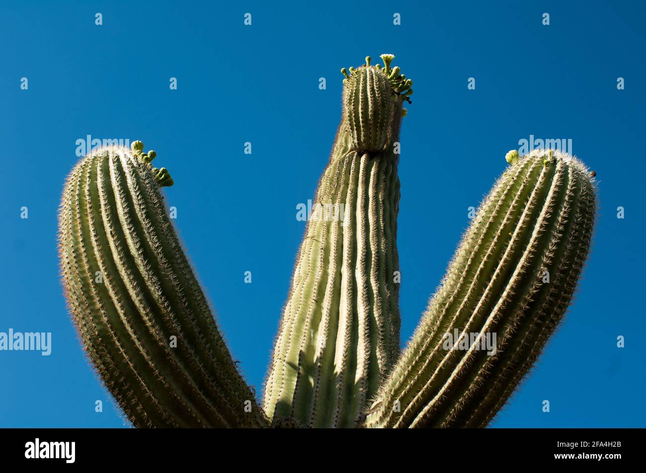Il saguaro, Carnegia gigantea è un cactus del deserto di sonora dell'Arizona. È considerato il re del cactus, cresce lentamente, potrebbe vivere 200 anni, c. Foto Stock