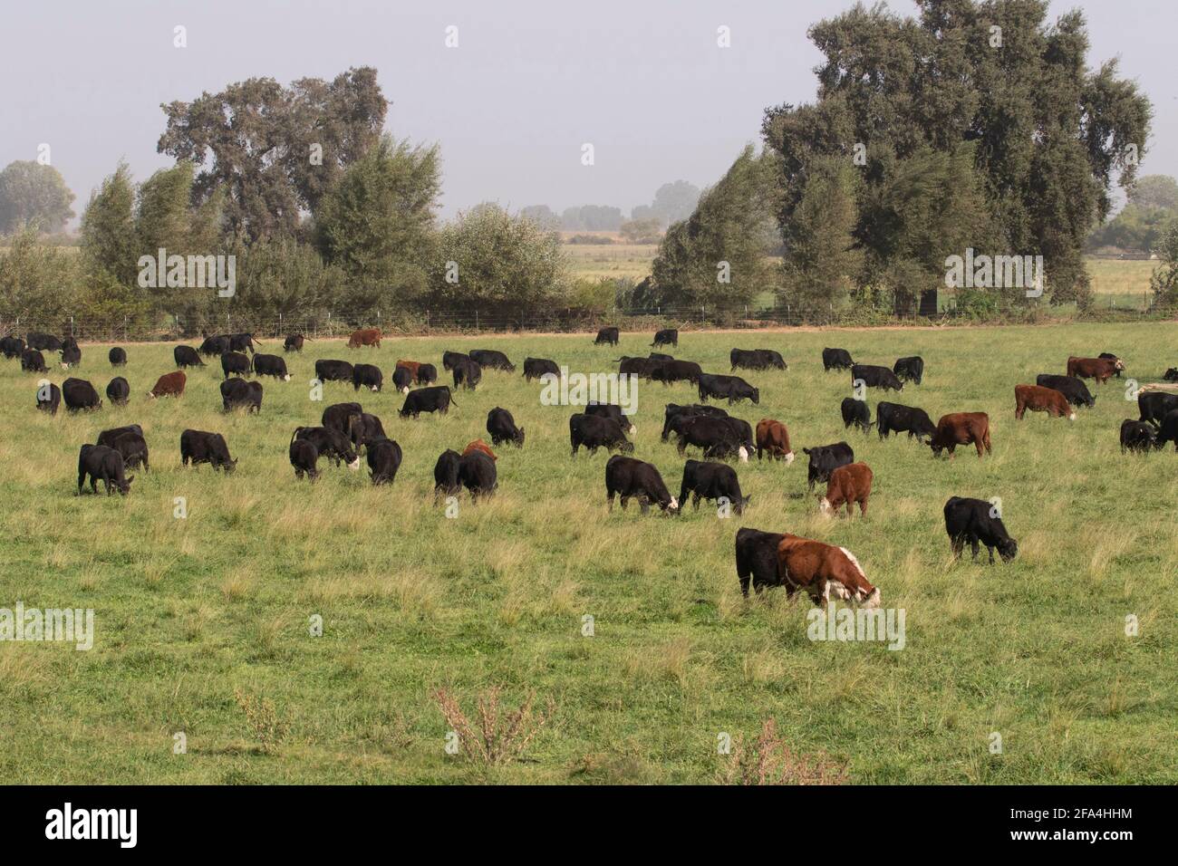 Mandria di bovini nutriti di erba, Angus, Hereford, bovini da carne, ranch privato, Pascolo irrigato, San Joaquin Valley, Contea di Stanislaus, California Foto Stock