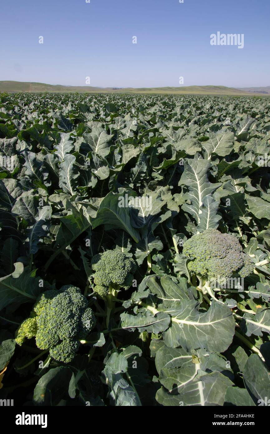 Broccoli, raccolto commerciale, vegetale, fresco, sano, Fattoria privata, Hollister Valley, San Benito County, Foto Stock