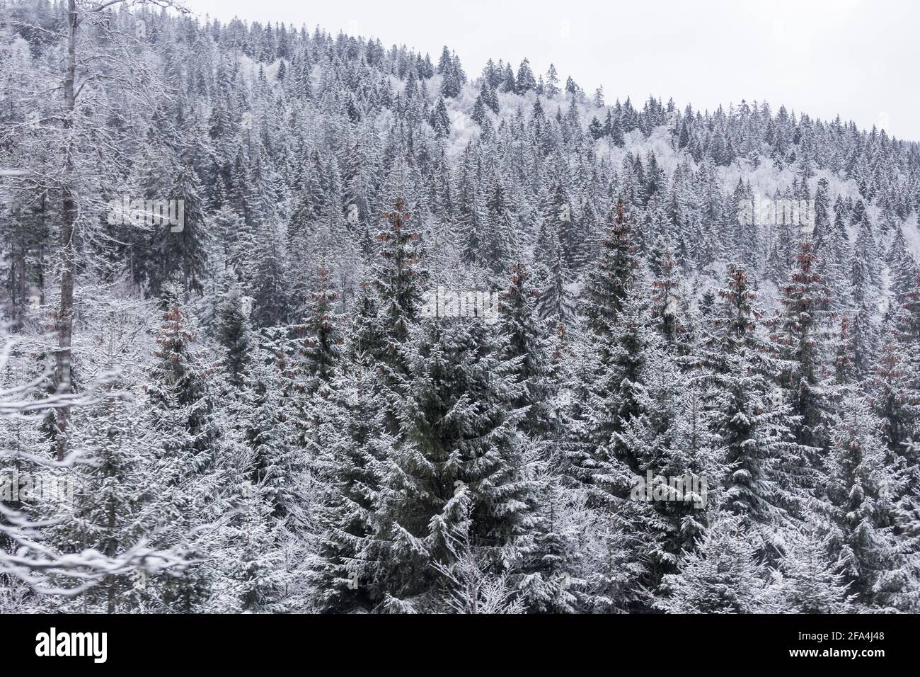 Pinete innevate nella Foresta Nera a Titisee-Neustadt, nel sud della Germania. Foto Stock