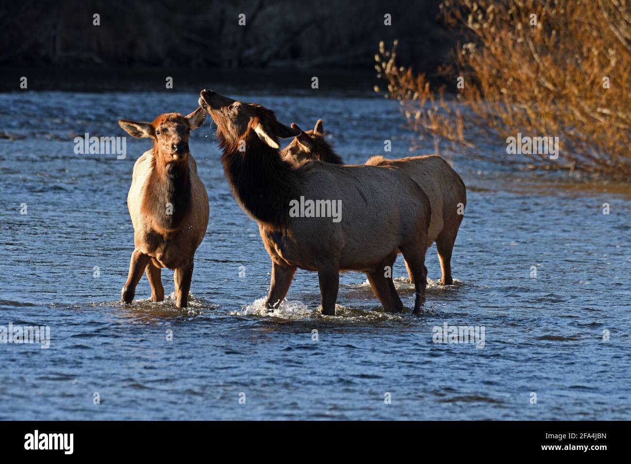 Elk bere nel fiume Yaak in primavera. Yaak Valley, Montana nord-occidentale. (Foto di Randy Beacham) Foto Stock