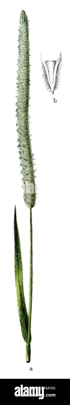 Timothy / Phleum pratense / Lieschgras, Wiesen- / libro di botanica, 1909) Foto Stock